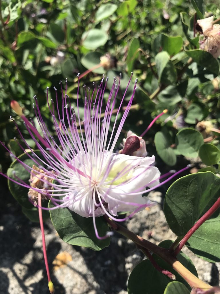 Capers Flower